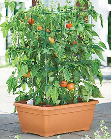 Uw eigen tomaten kweken